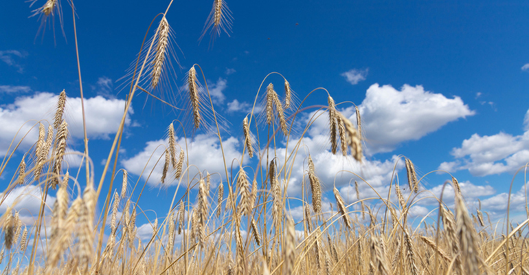 Credit: © iStock/Iryna Kushniarova